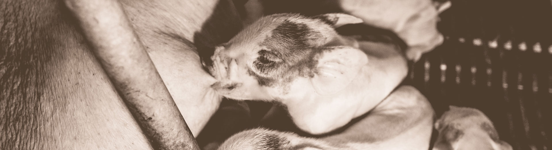 Nursing Pigs